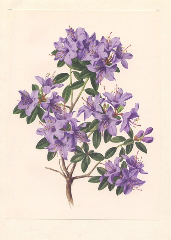 L38